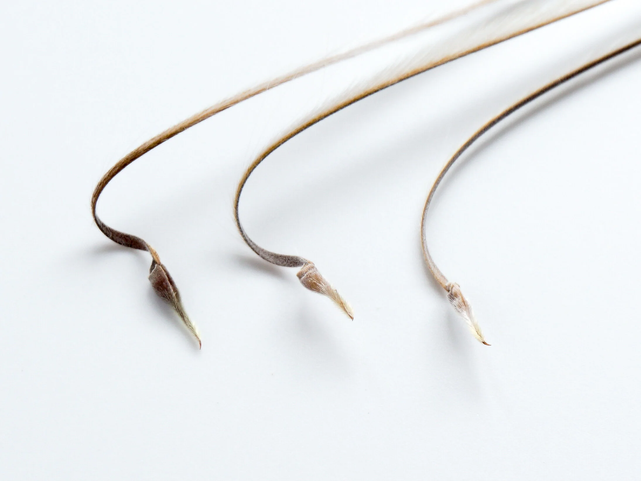 サルコカウロン モッサメデンシス 種子5粒 サルコカウロン モッサメデンシス 種子5粒 sarcocaulon — toshiro mori